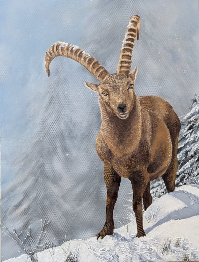 Le bouquetin dans la neige